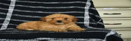 Mini Goldendoodle dogs for sale: Dorrie - Ad 2