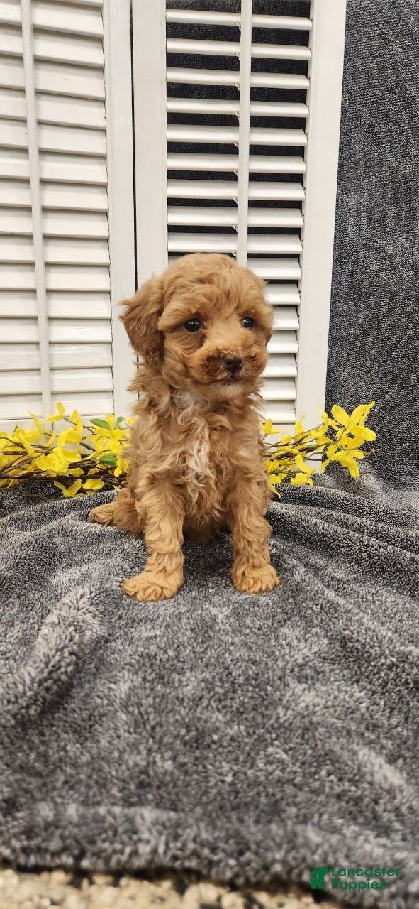 Miniature Poodle dogs Lilac - Ad 2