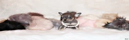 Chihuahua dogs for sale: Zazu - Ad 3