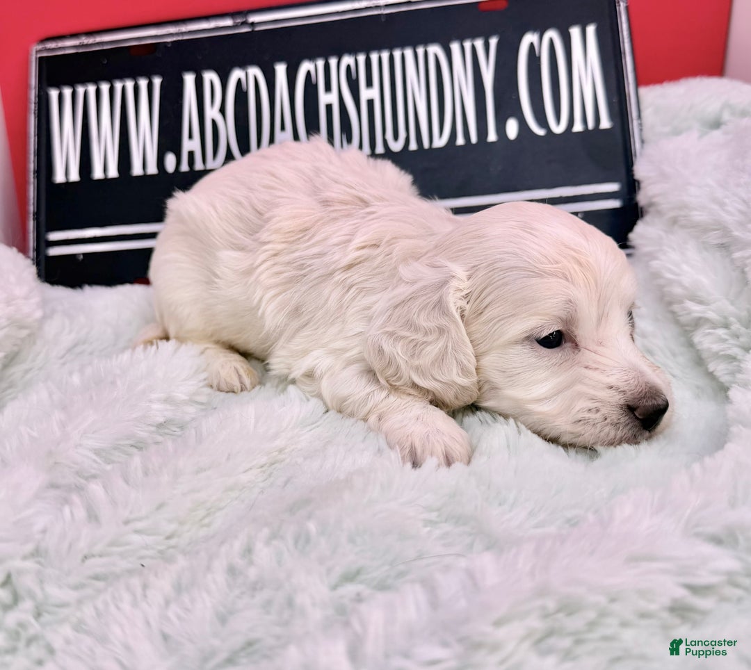 Miniature Dachshund dogs for sale: ee cream boy - Ad 10