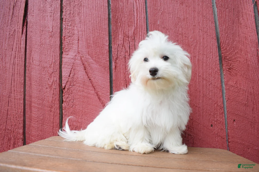 Maltese dogs for sale:  Jaden - Ad 2