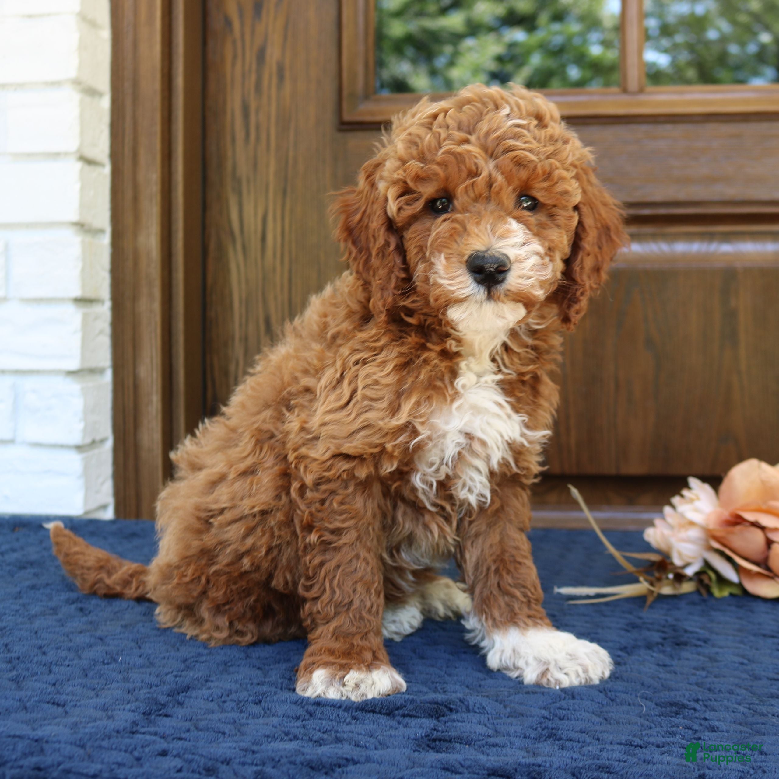Mini Goldendoodle dogs Sophie - Ad 1