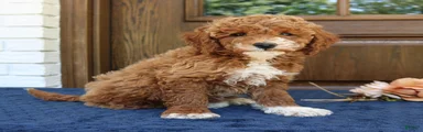 Sophie