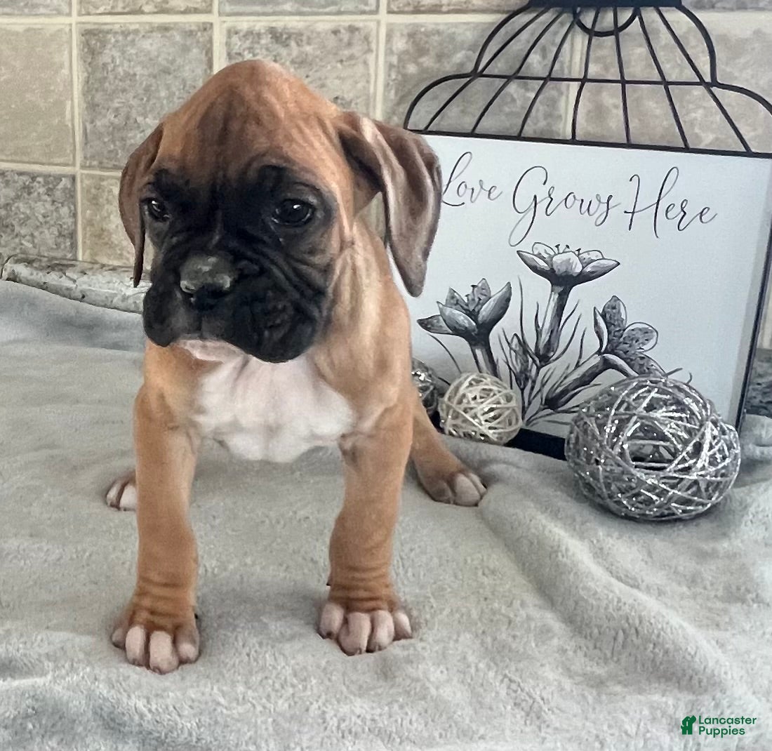 Boxer dogs Lewis - Ad 6