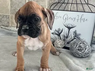 Boxer dogs Lewis - Ad 6