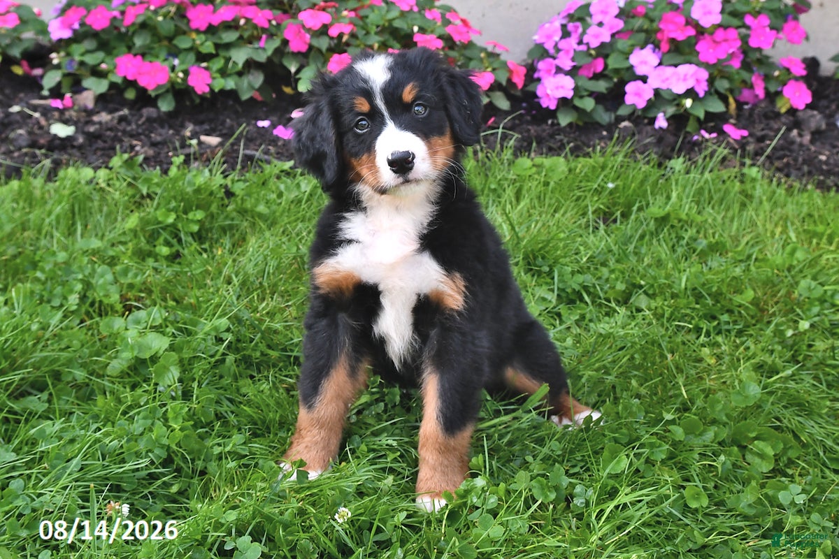 Bernese Mountain Dog dogs Riley - Ad 1