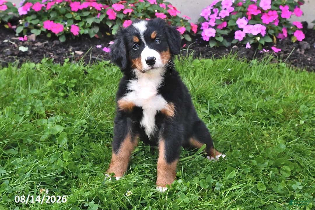 Bernese Mountain Dog dogs for sale: Riley - Ad 1