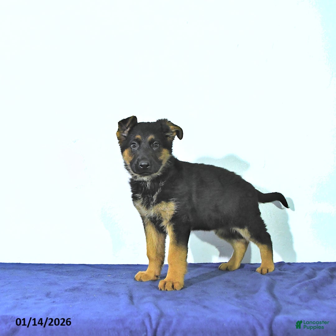 German Shepherd dogs for sale: Ryan - Ad 2