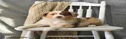 Miniature Australian Shepherd dogs for sale: Twinkle - Ad 3