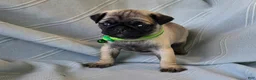 Pug dogs for sale: Bennie - Ad 8