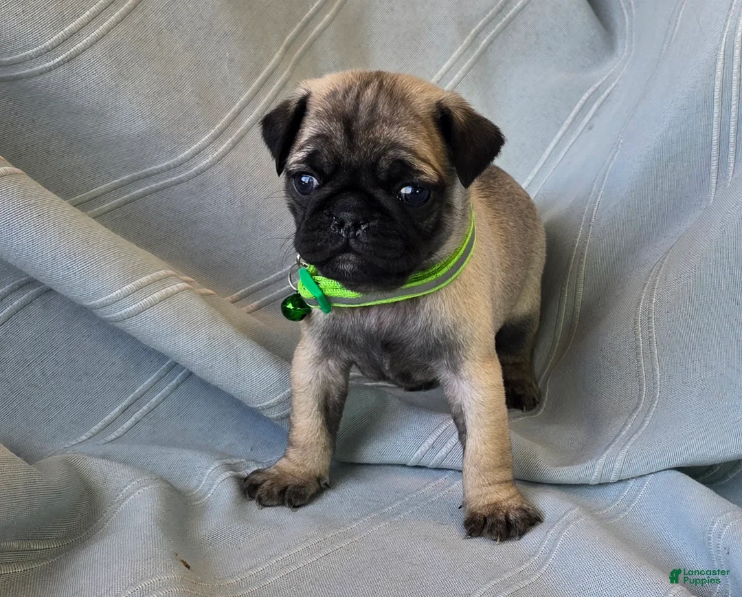 Pug dogs for sale: Bennie - Ad 8