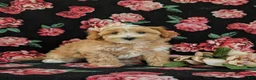 Maltipoo dogs for sale: Serefina 7 lbs Full Grown - Ad 3
