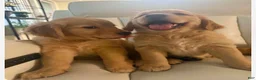 Golden Retriever dogs for sale: Golden Retriever 1 - Ad 1