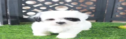 Teddy Bear dogs for sale: Patches Beautiful Female Teddy Bear Puppy - Ad 5