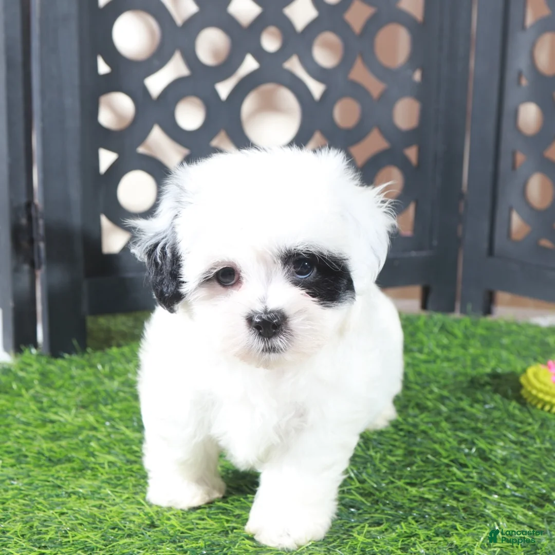 Teddy Bear dogs for sale: Patches Beautiful Female Teddy Bear Puppy - Ad 5