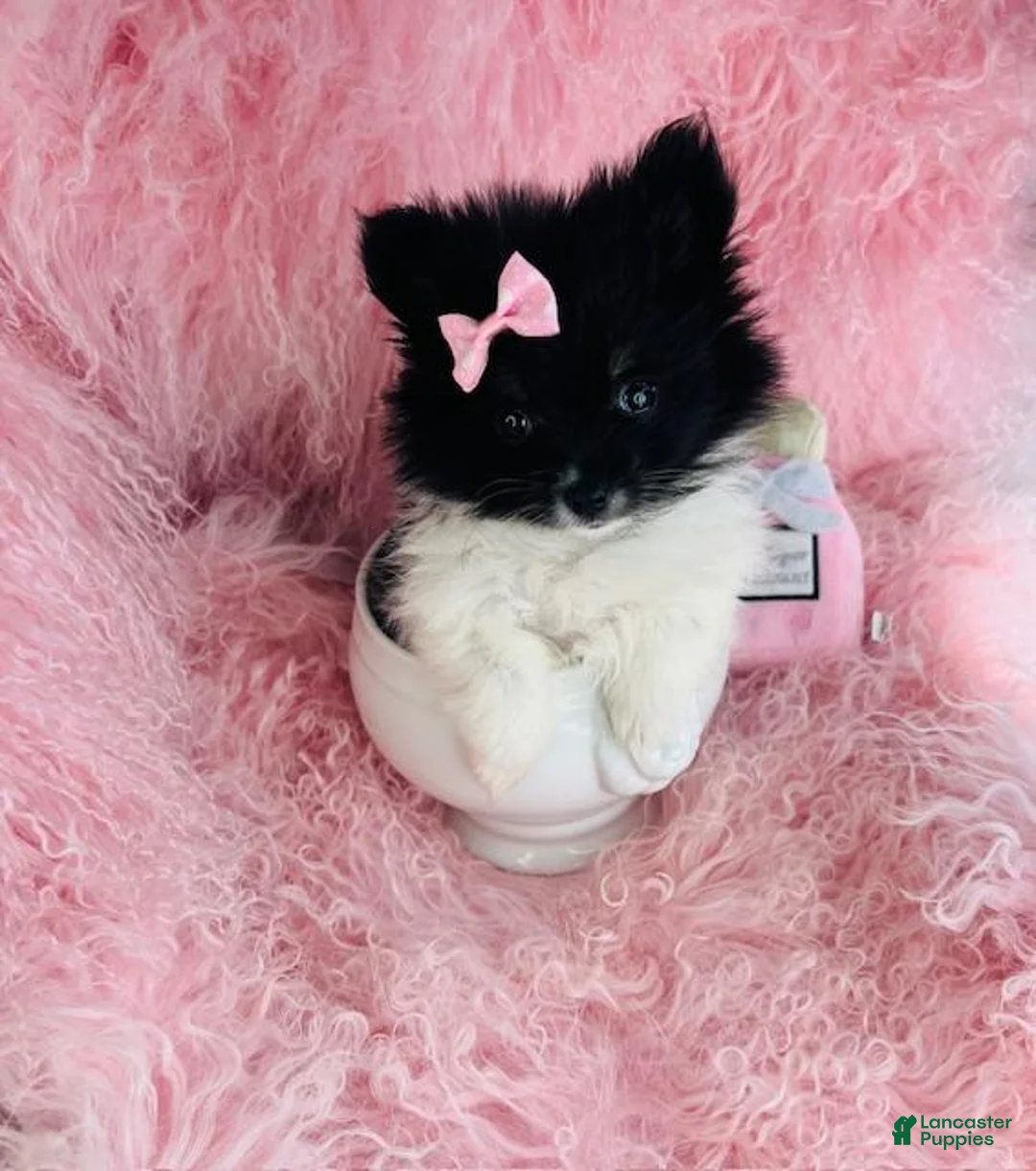 Pomeranian dogs for sale: Pomeranian Puppy 1 - Ad 1