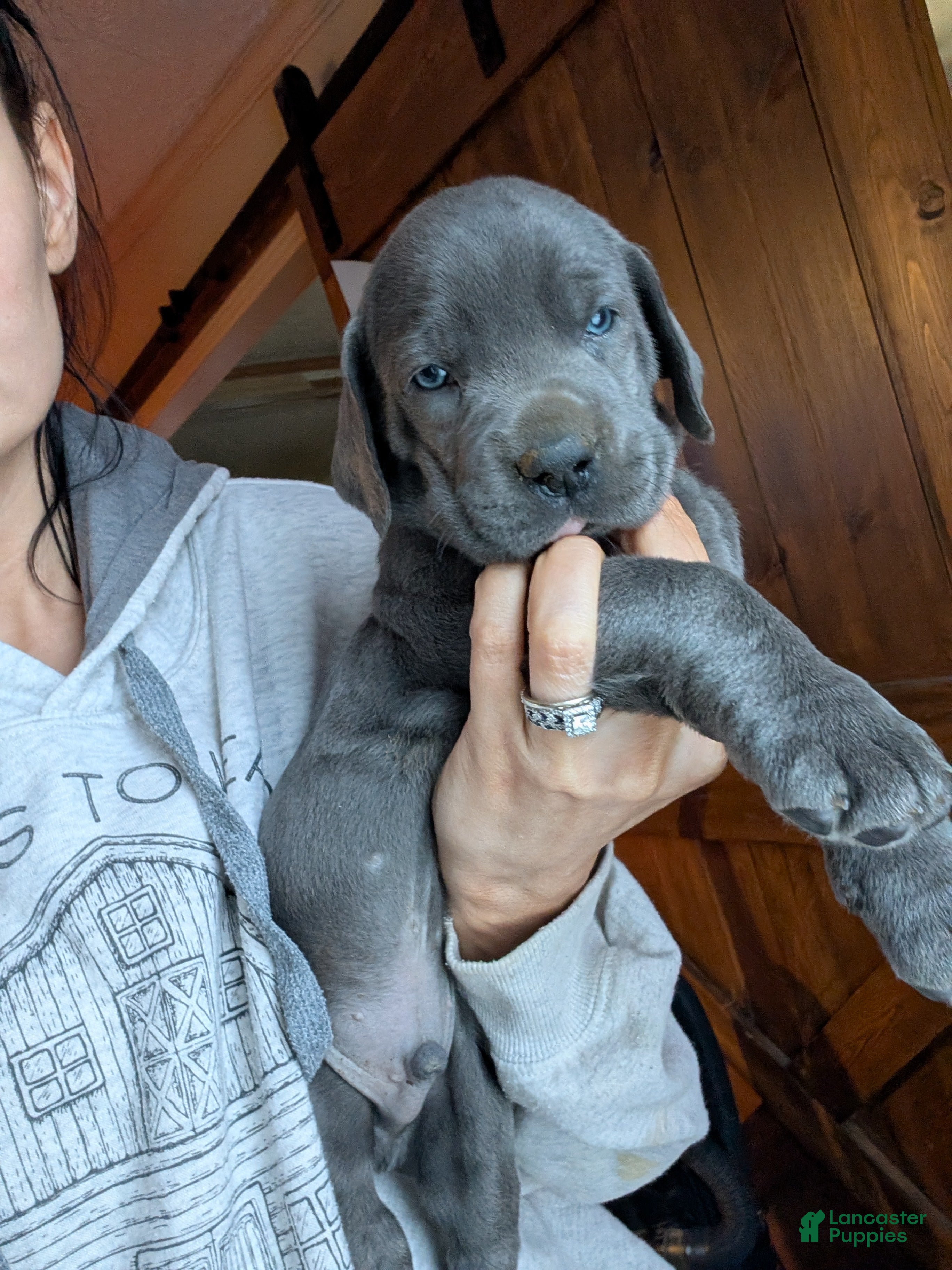 Great Dane dogs Timmy! - Ad 1