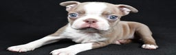 Boston Terrier dogs for sale: Lily - Ad 6