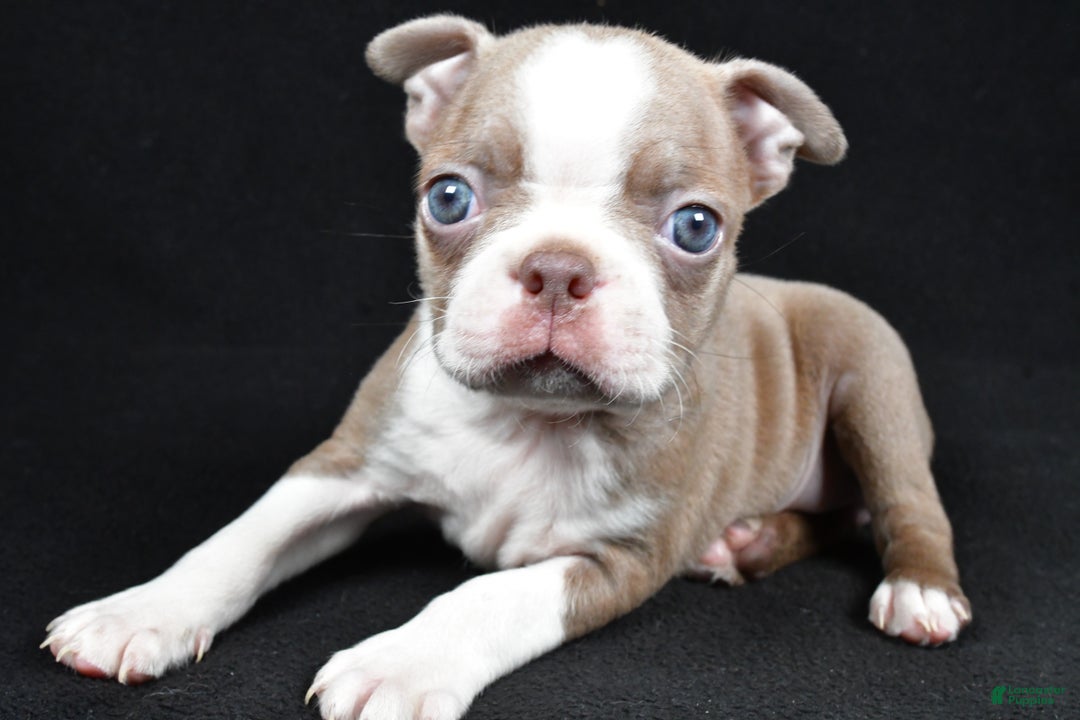Boston Terrier dogs for sale: Lily - Ad 6