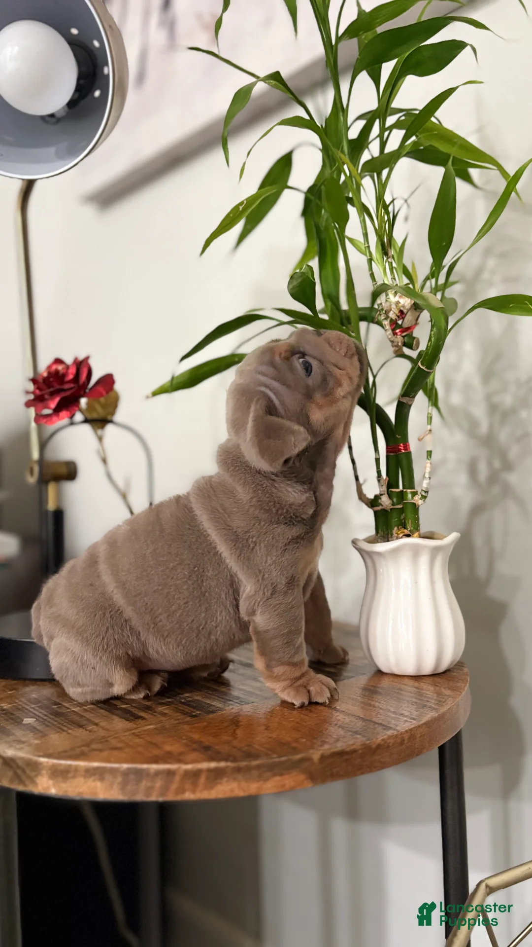 English Bulldog dogs for sale: English Bulldog 1 - Ad 2