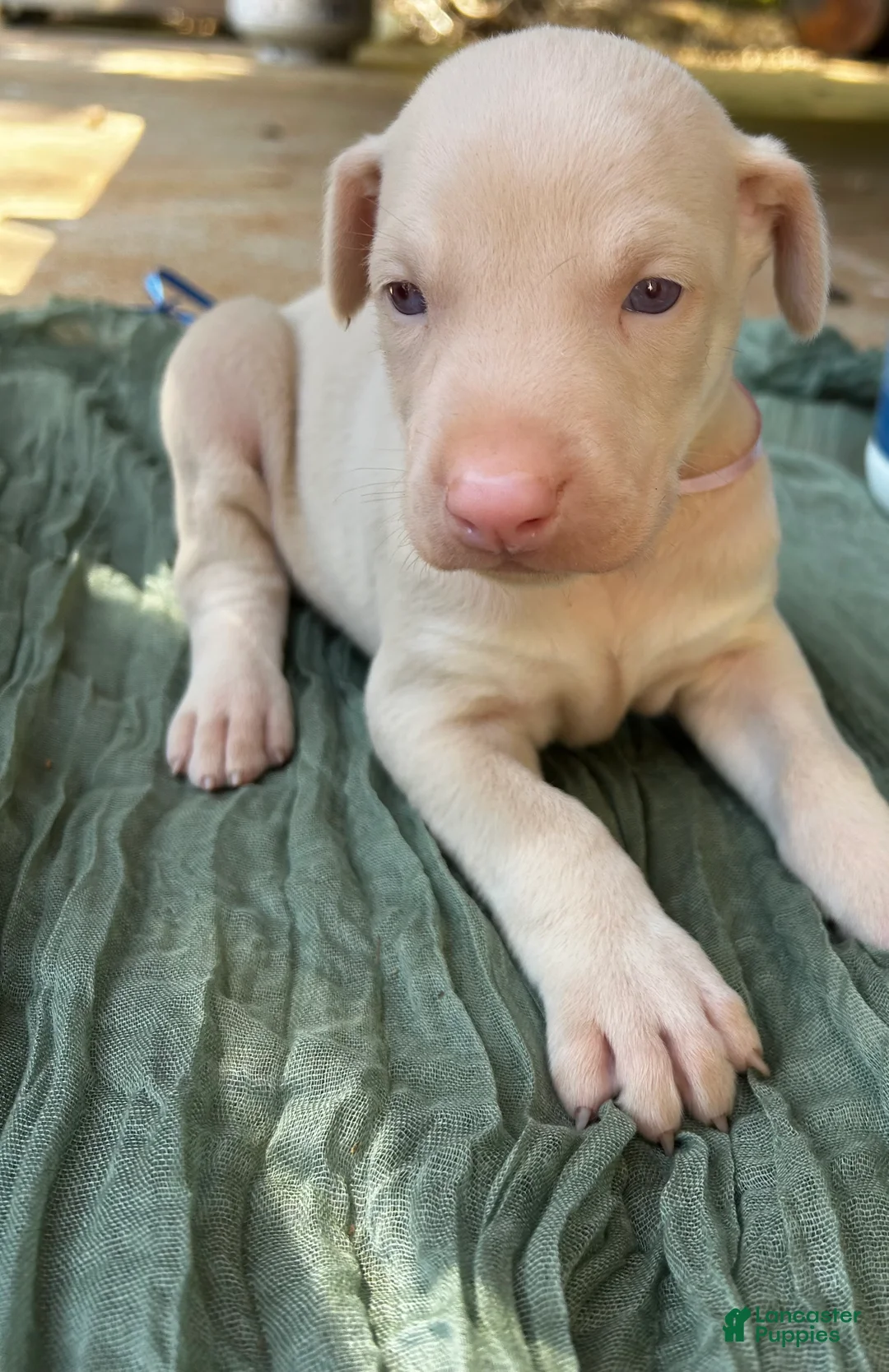 Doberman Pinscher dogs for sale: Doberman Pinscher Puppy 6 - Ad 1