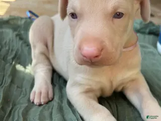 Doberman Pinscher dogs Doberman Pinscher Puppy 6 - Ad 11