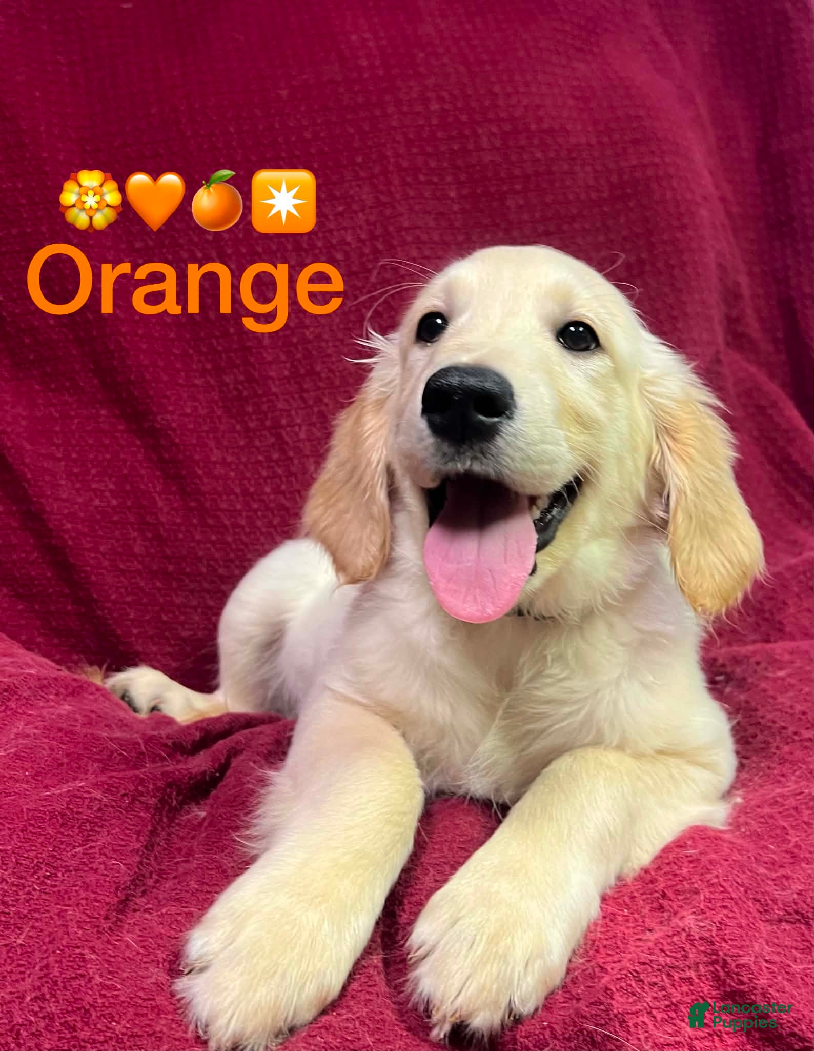 Golden Retriever dogs Golden Retriever 7 - Ad 2