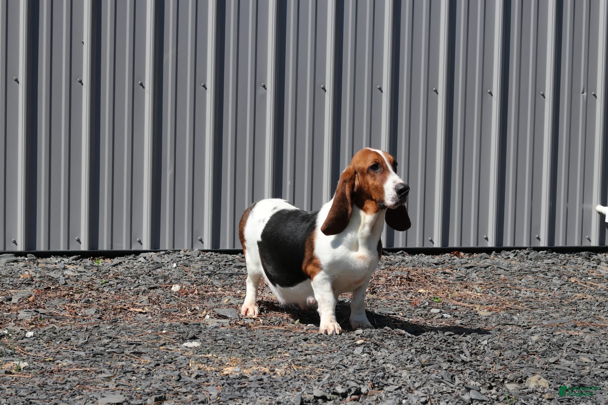 Basset Hound dogs Zinnia - Ad 2