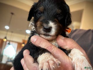 Mixed Breed dogs male # 2 English Shepherd Doodle - Ad 37