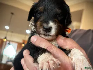 Mixed Breed dogs male # 2 English Shepherd Doodle - Ad 34