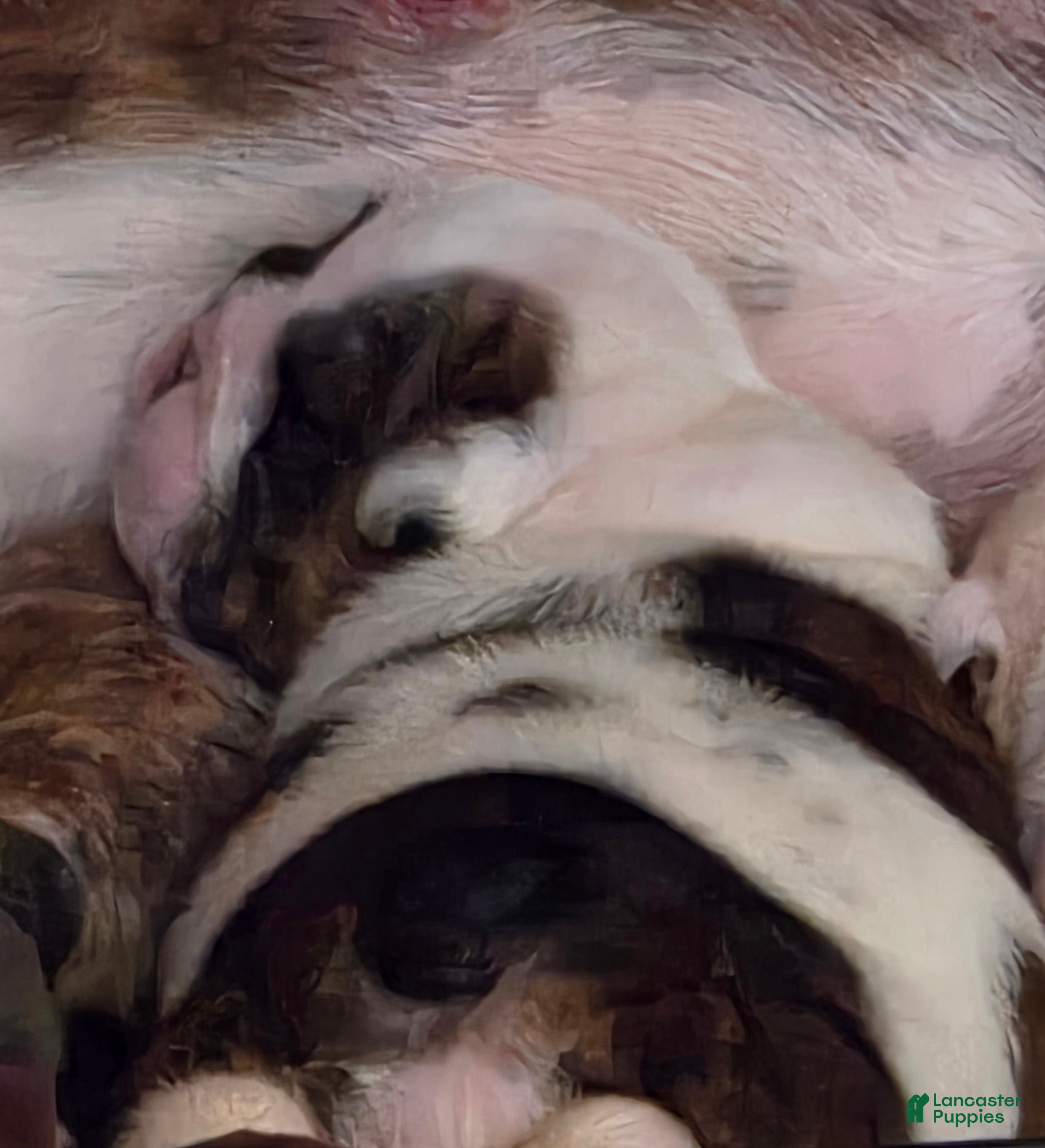 English Bulldog dogs Ethal (reserved) - Ad 2