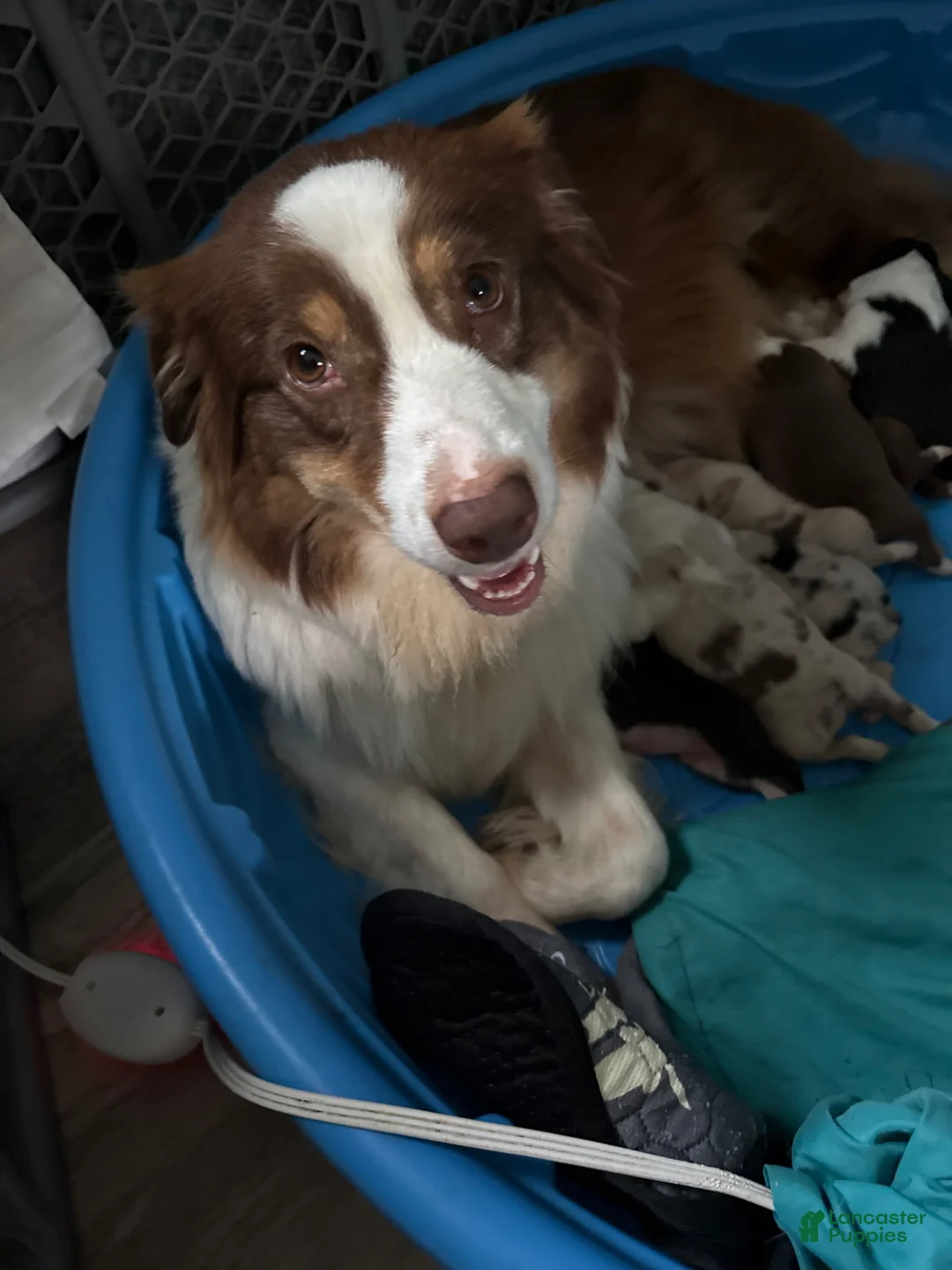 Australian Shepherd dogs for sale: Australian Shepherd Puppy 2 - Ad 5