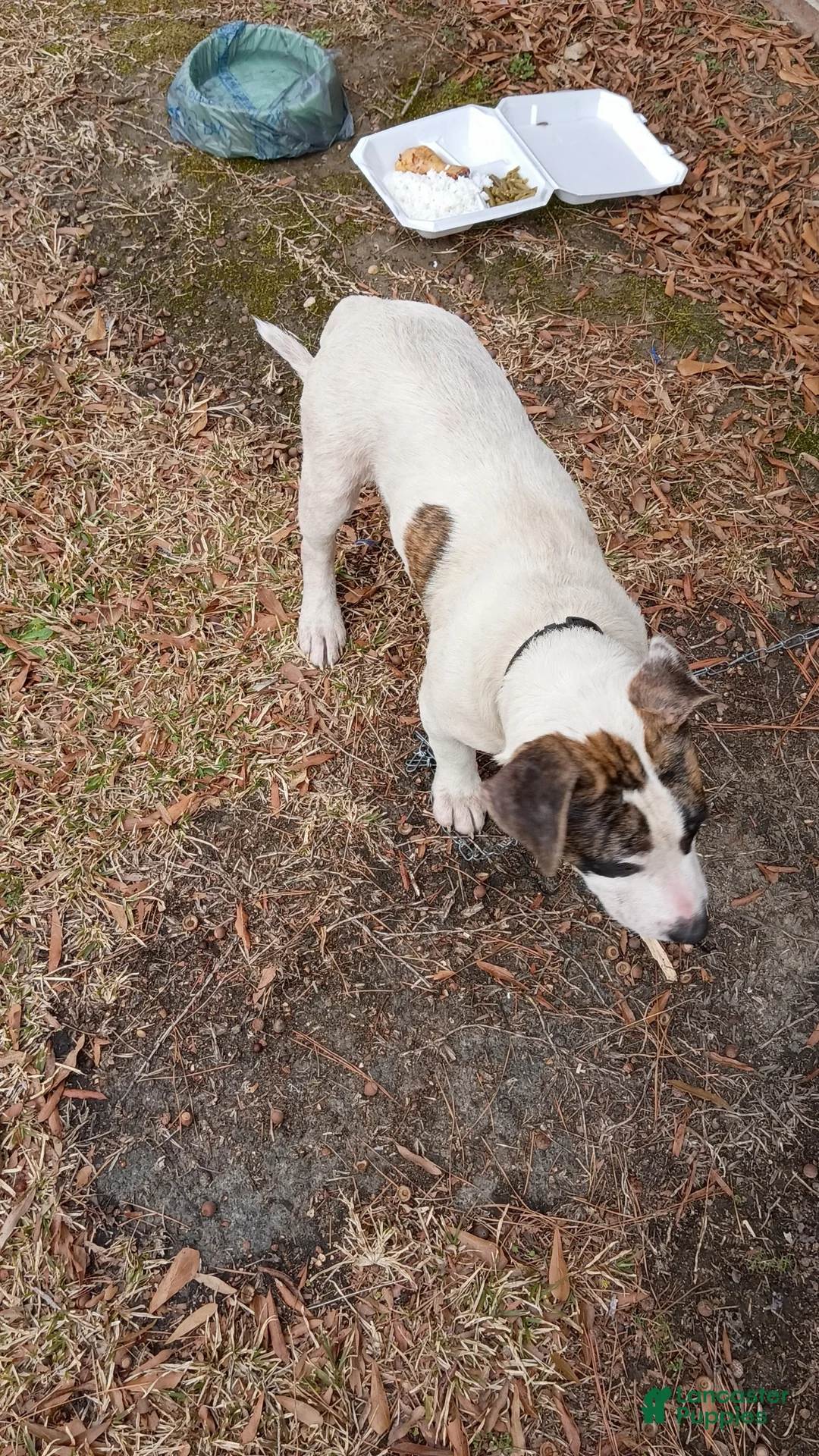 American Pit Bull Terrier dogs for sale: American Pit Bull Terrier Puppy 1 - Ad 2