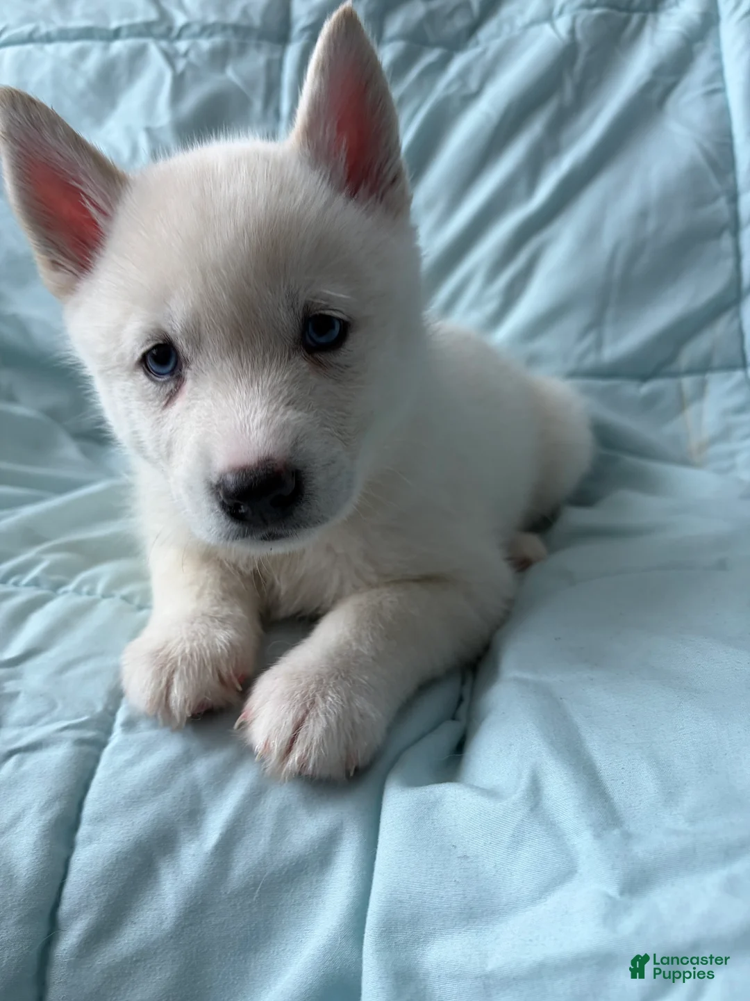 Pomsky dogs for sale: Hail - Ad 1