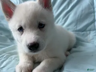 Pomsky dogs for sale: Hail - Ad 1