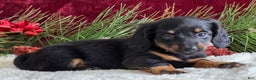 Miniature Dachshund dogs for sale: Kate - Ad 9