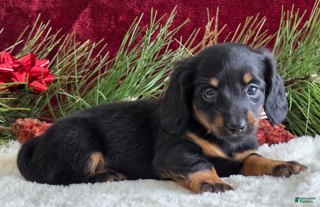 Miniature Dachshund dogs for sale: Kate - Ad 9