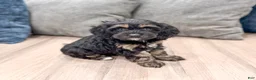 Cockapoo dogs for sale: Millie - Ad 3