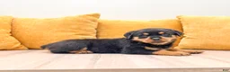 Rottweiler dogs for sale: Hazel - Ad 3
