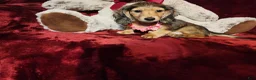 Miniature Dachshund dogs for sale: HONEY  - Ad 10