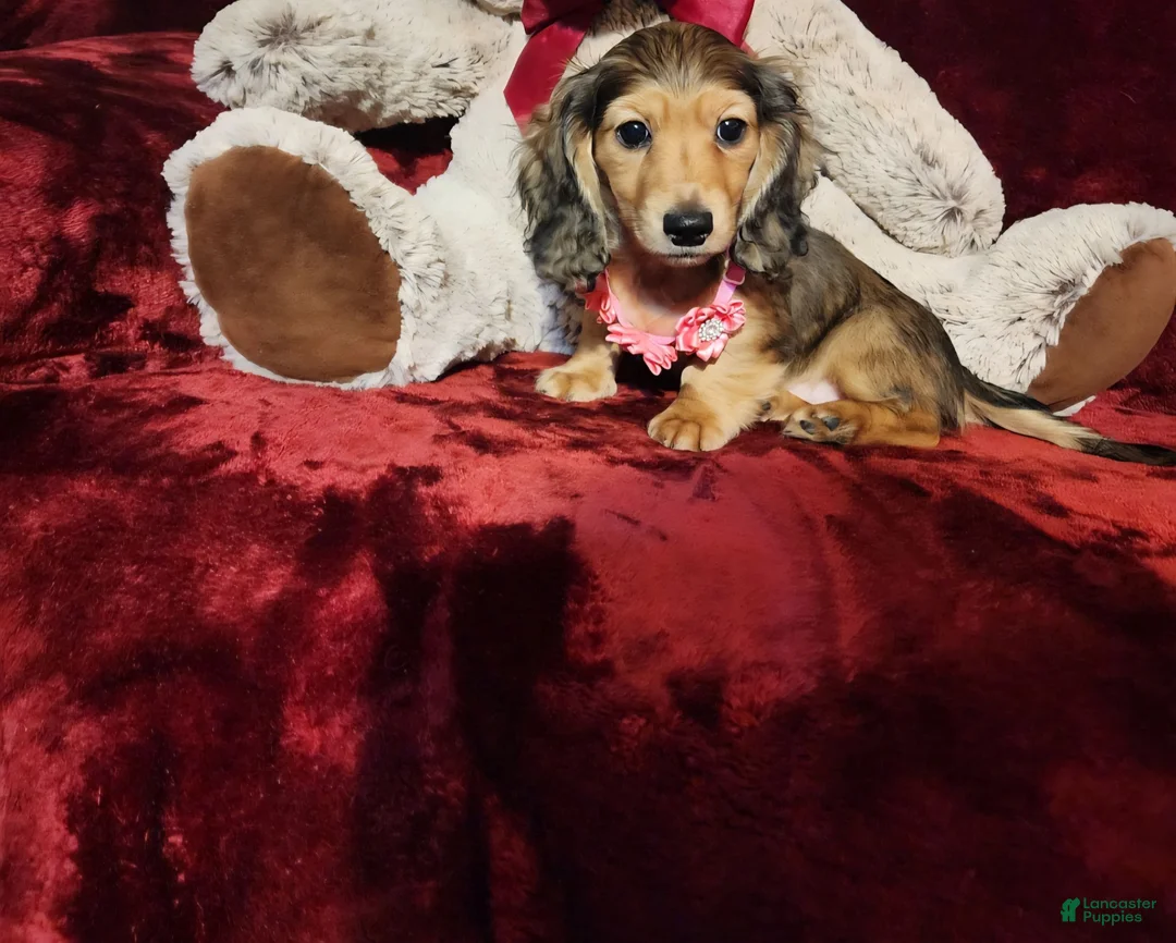 Miniature Dachshund dogs for sale: HONEY  - Ad 10