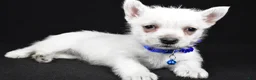 West Highland Terrier dogs for sale: Amy - Ad 8