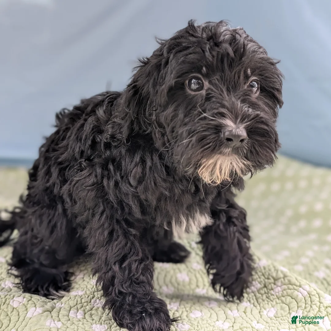 Mixed Breed dogs for sale: Flores (Flower) - Ad 3