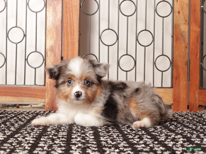 Mixed Breed dogs Ali Female Merle Toy Aussie Poo - Ad 6