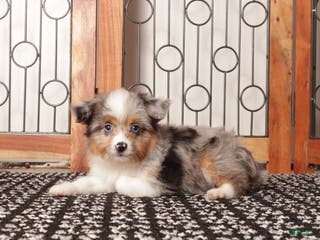 Mixed Breed dogs Ali Female Merle Toy Aussie Poo - Ad 13