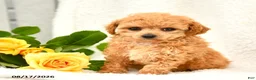 Toy Poodle dogs for sale: Tricia - Ad 1