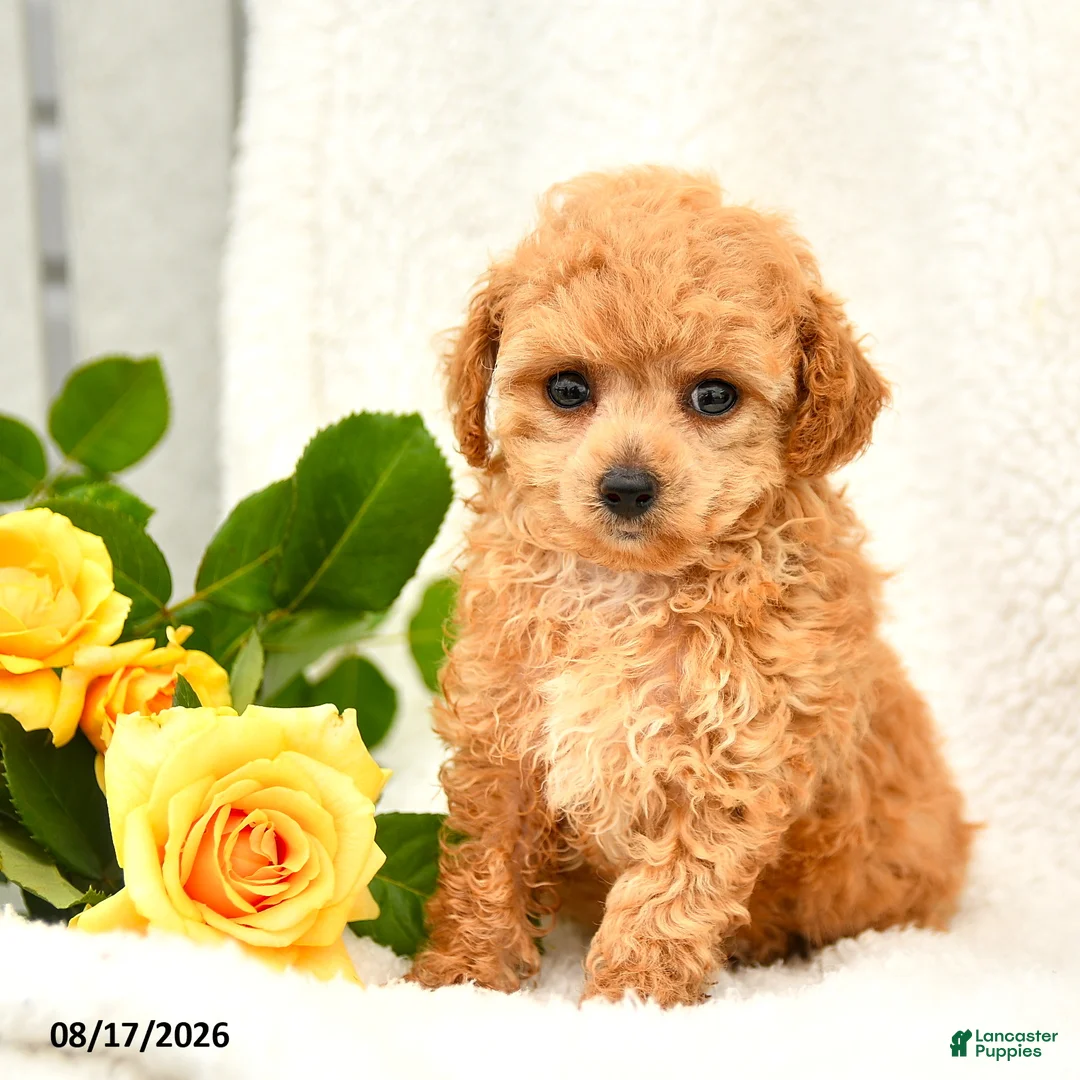 Toy Poodle dogs for sale: Tricia - Ad 1