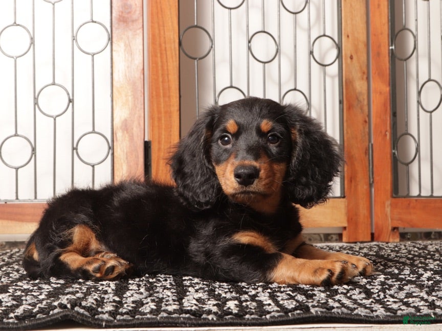 Miniature Dachshund dogs Milo - Ad 1