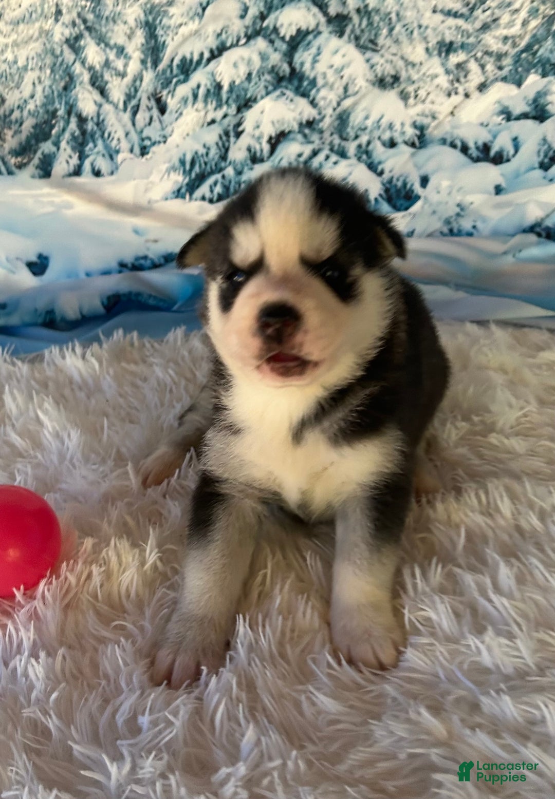 Siberian Husky dogs for sale: Natilda - Ad 4