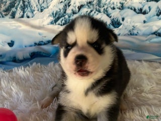 Siberian Husky dogs - Ad 33